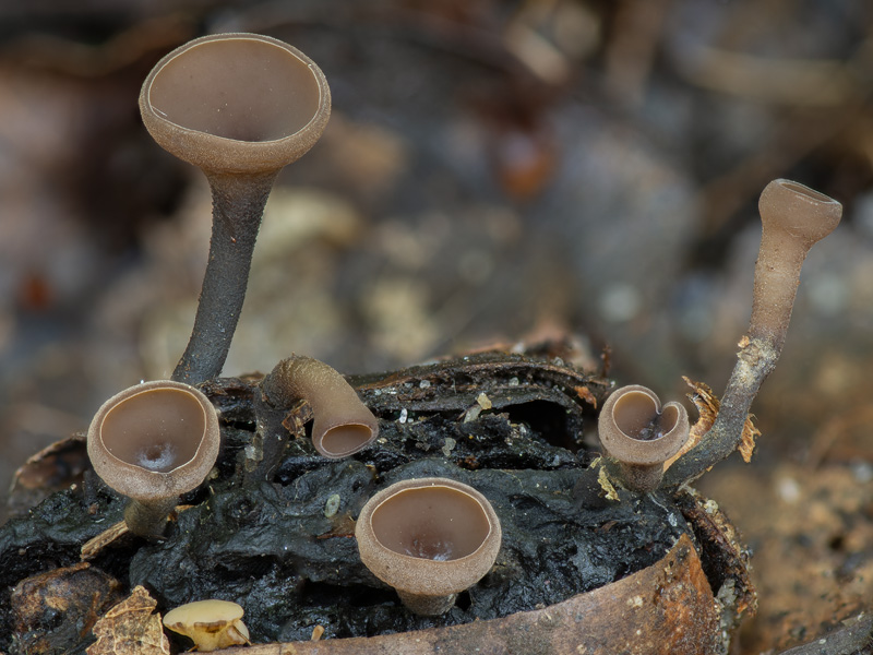 Ciboria batschiana